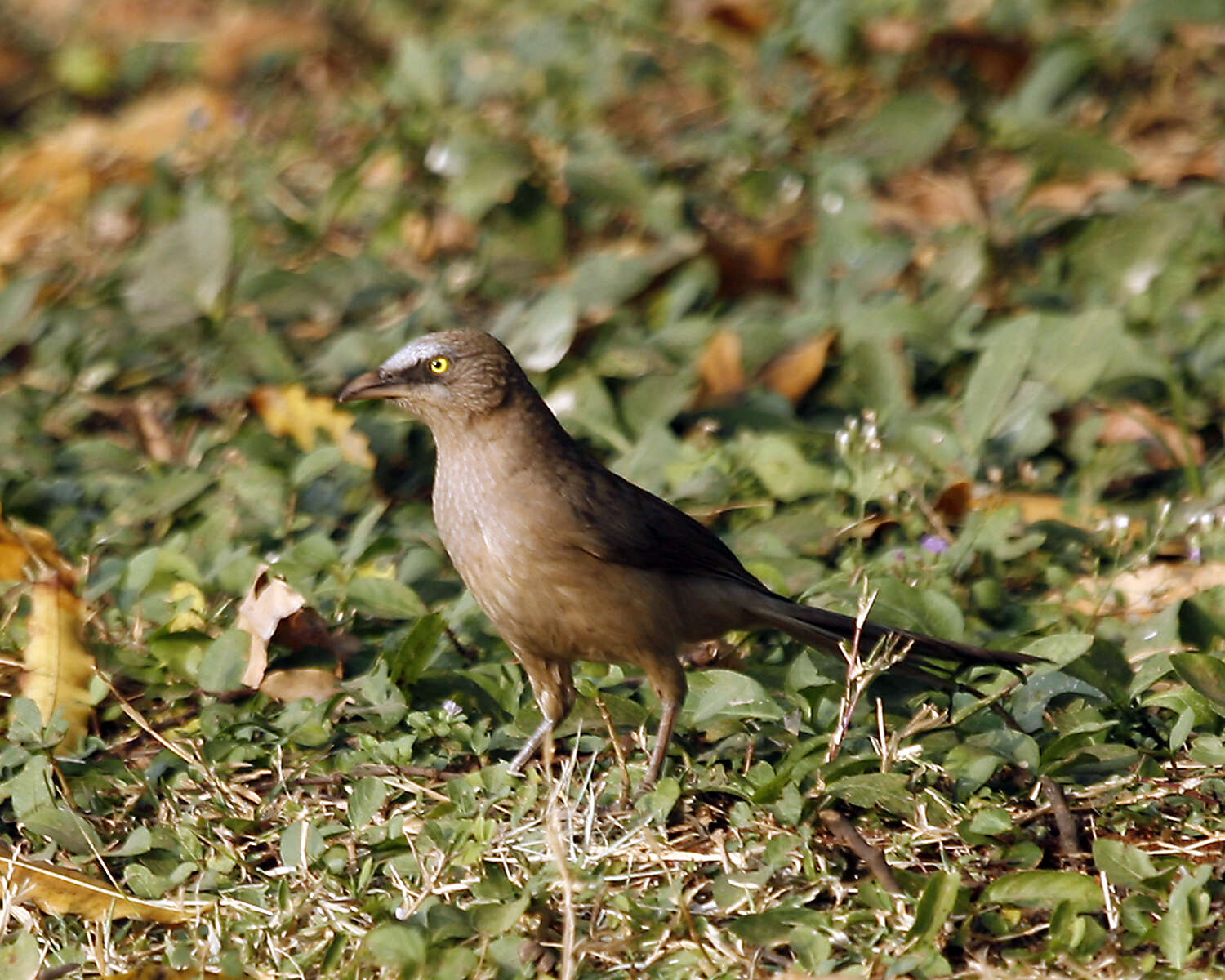 Image of Large Grey Babbler