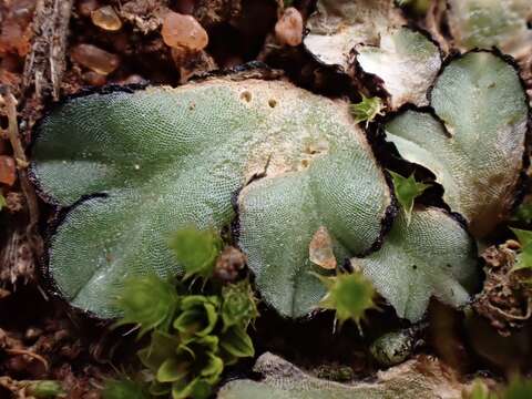 Image of Riccia inflexa Taylor