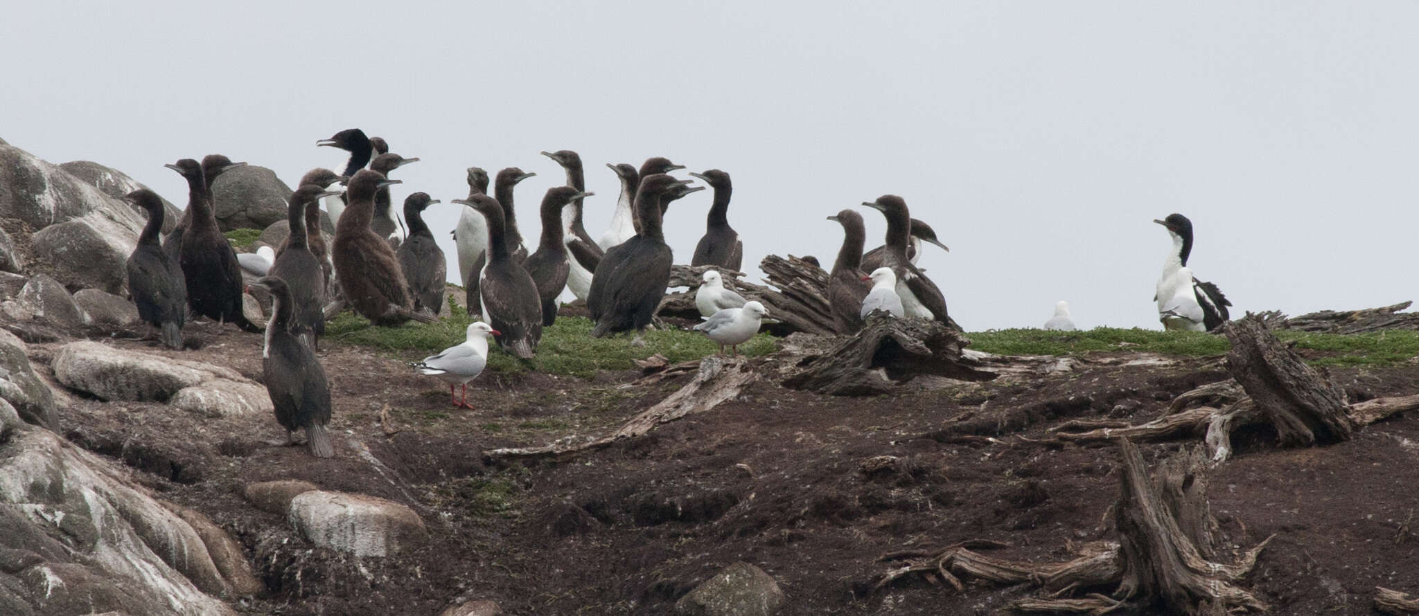 Image of Otago Shag