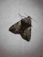 Image of Hawthorn Underwing