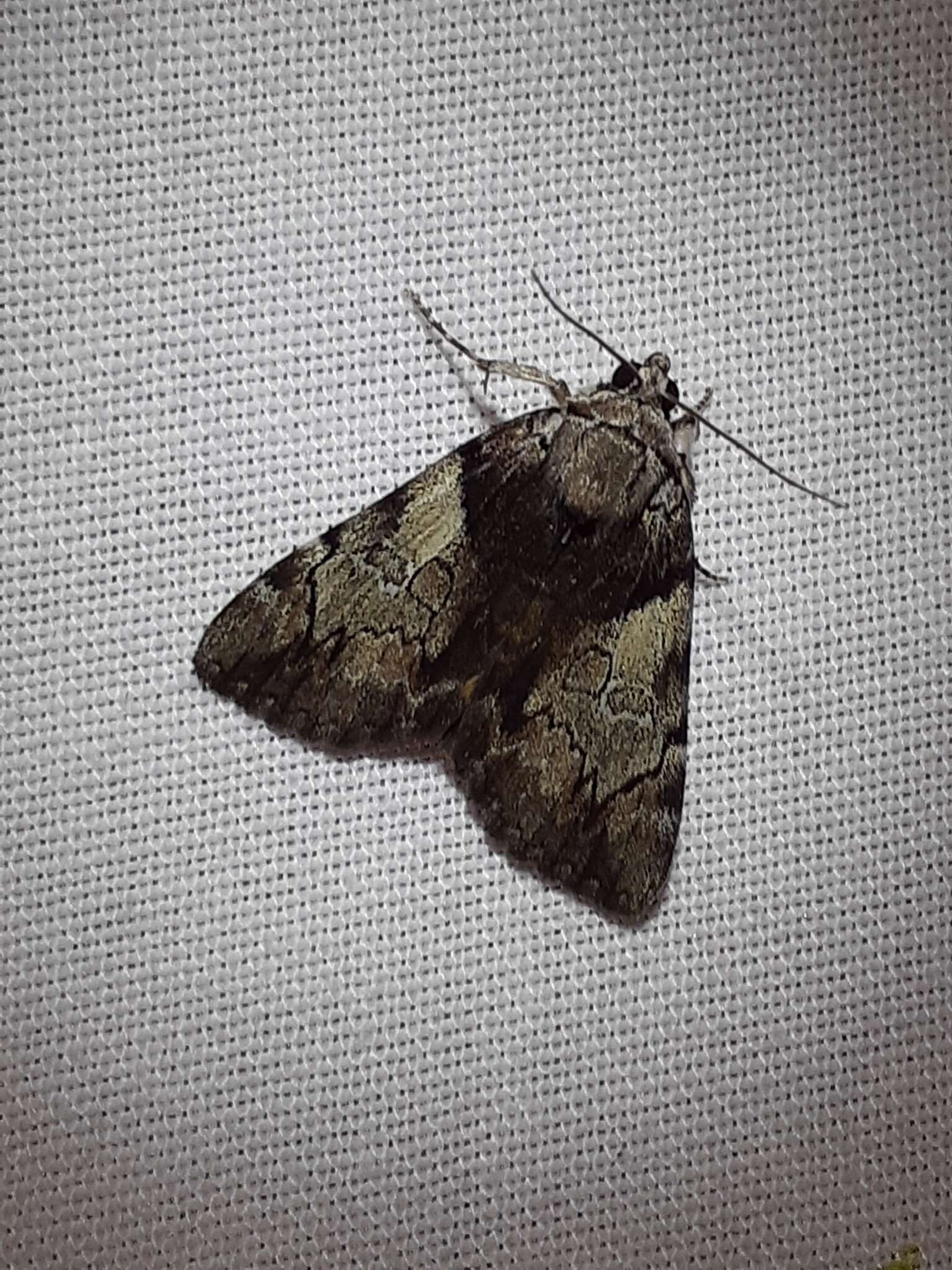 Image of Hawthorn Underwing