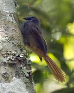 Image of Rufous-tailed Fantail