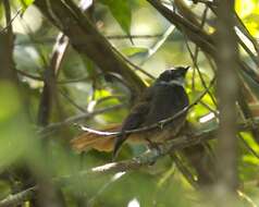 Image of Rufous-tailed Fantail