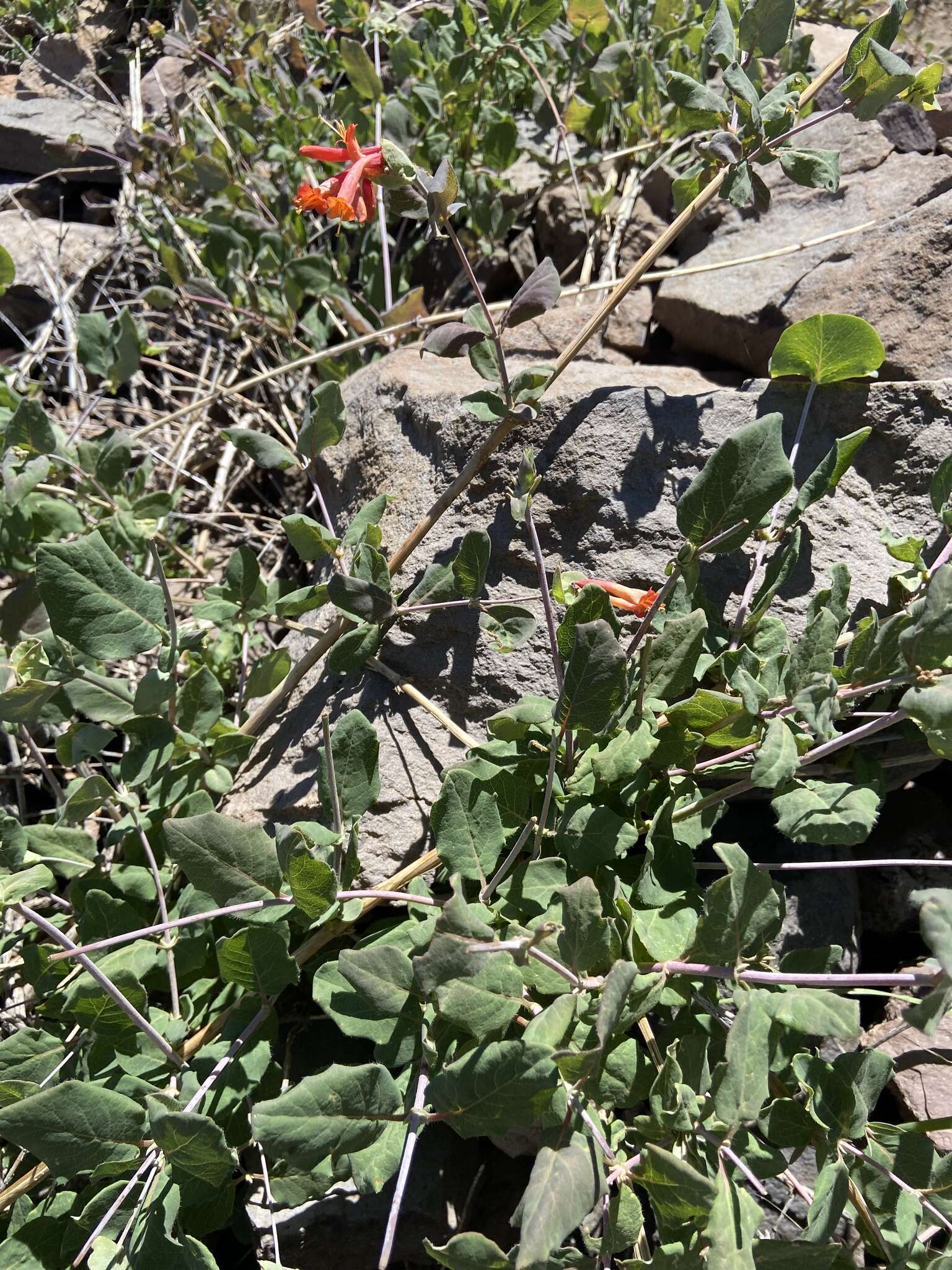 Image of Arizona honeysuckle