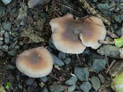 Image of Asproinocybe daleyae