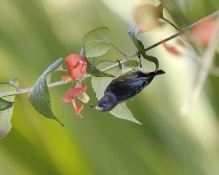 Image of Blood-breasted Flowerpecker