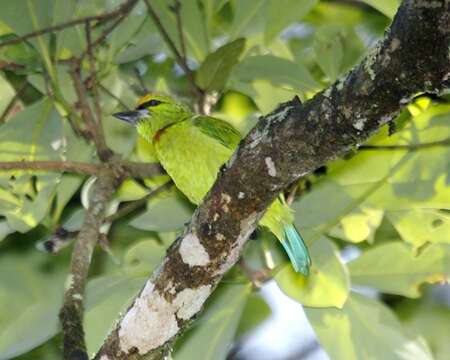 Image of Asian barbets