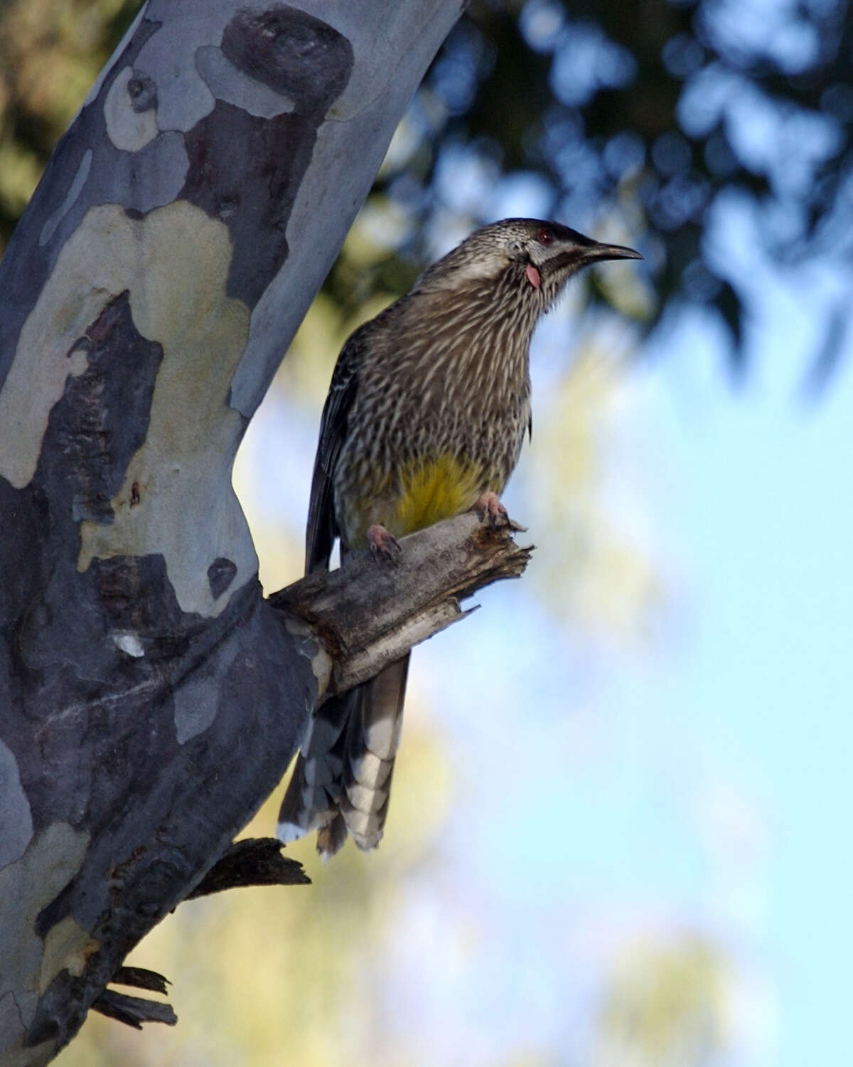 Image of Red Wattlebird