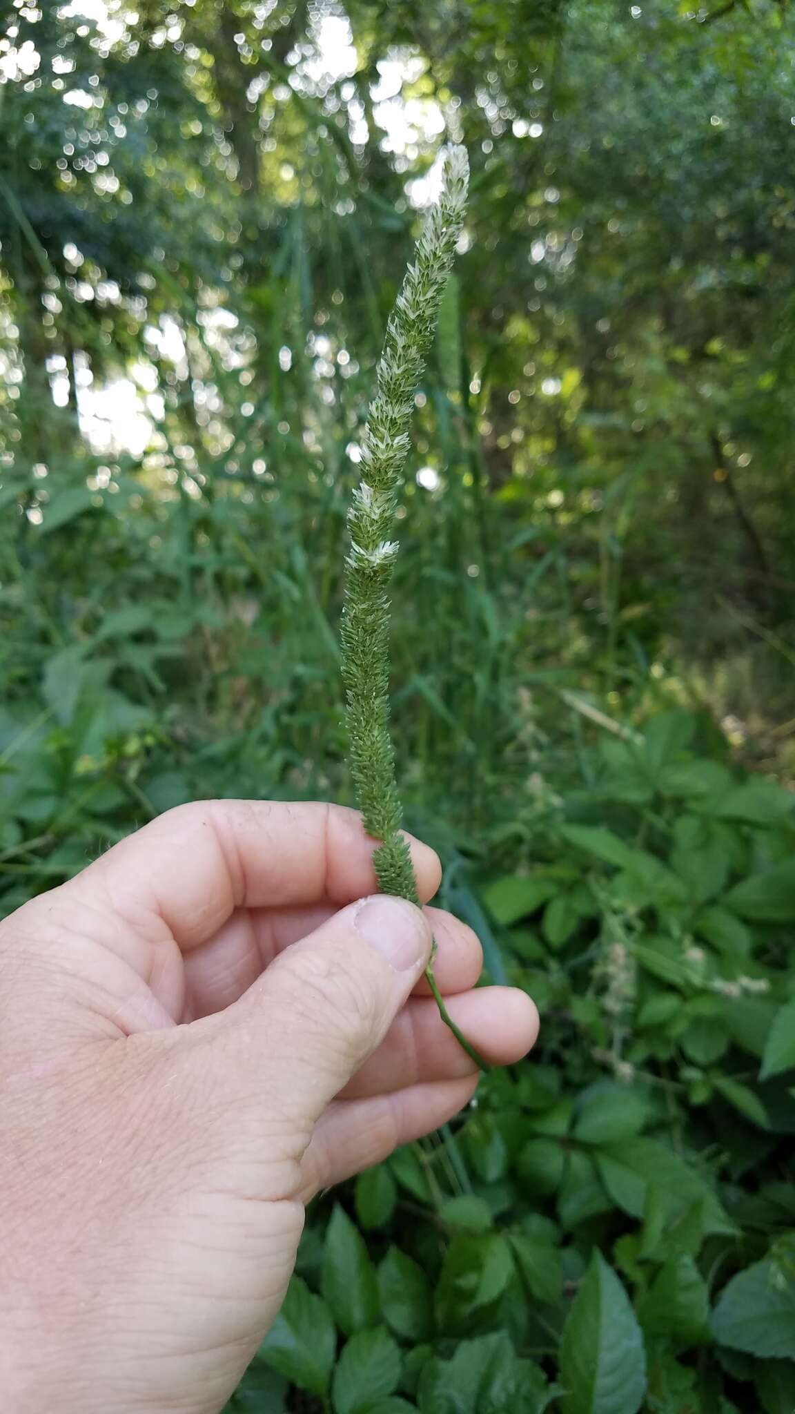 Image of timothy canarygrass