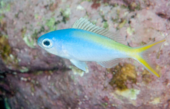 Image of Yellowtail blue snapper