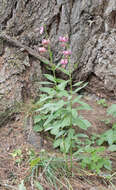 Lilium martagon var. martagon的圖片