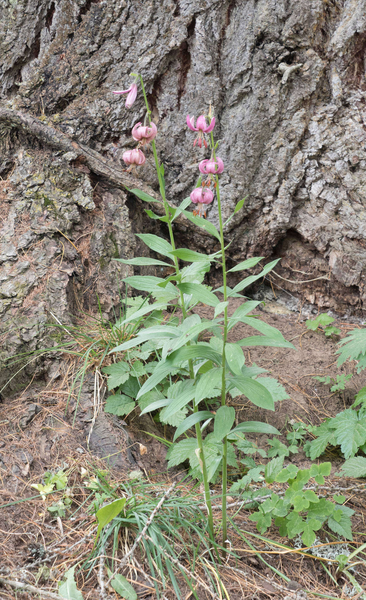 Lilium martagon var. martagon的圖片