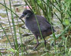 Image of White-breasted Waterhen