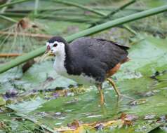 Image of White-breasted Waterhen