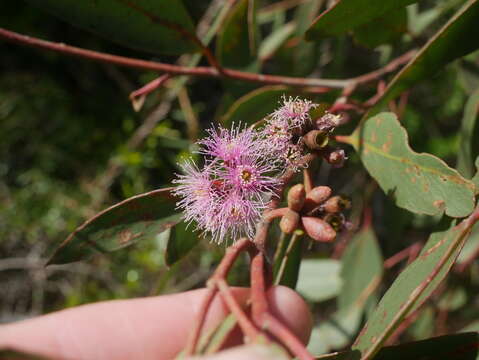 Слика од Eucalyptus albopurpurea (Boomsma) D. Nicolle