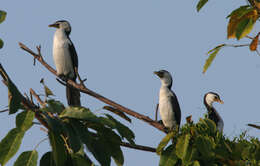 Image of Little Pied Cormorant