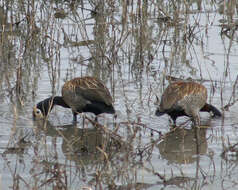 Image of White-faced Whistling Duck