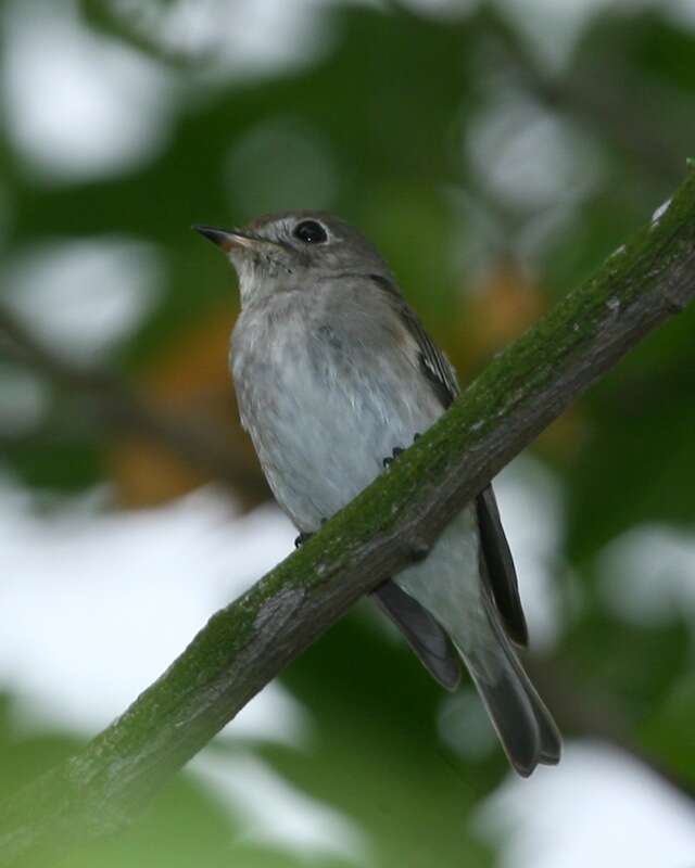 صورة Muscicapa dauurica Pallas 1811