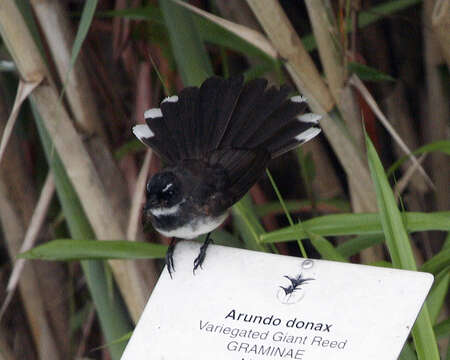 Image of Malaysian Pied Fantail