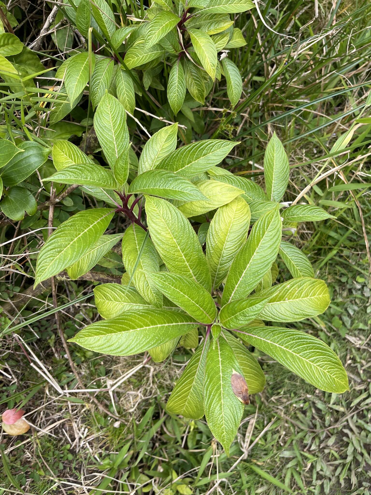 Image de Lobelia portoricensis (Vatke) Urb.