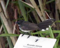 Image of Malaysian Pied Fantail