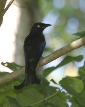 Image of Spangled Drongo