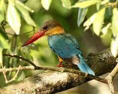 Image of Stork-billed Kingfisher