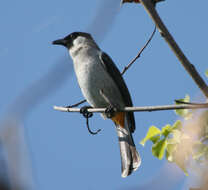 Image of Sooty-headed Bulbul