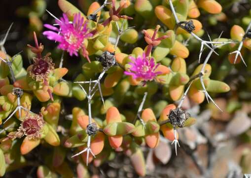 Imagem de Schlechteranthus stylosus (L. Bol.) R. F. Powell