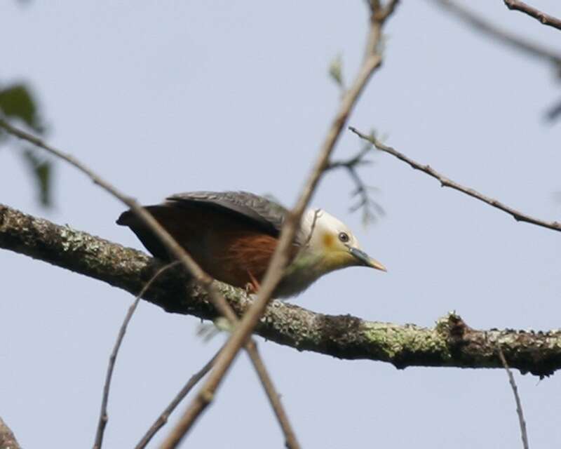 Image of Chestnut-tailed Starling