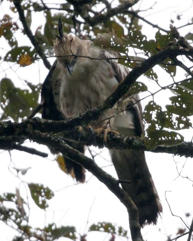 Nisaetus cirrhatus (Gmelin & JF 1788) resmi