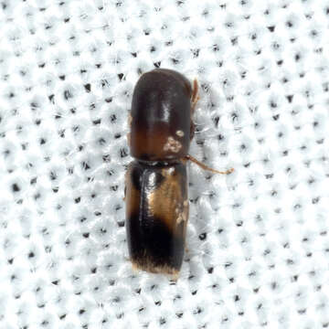 Image of Monarthrum fasciatum Wood & Bright 1992