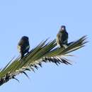 Image of Canary-winged Parakeet