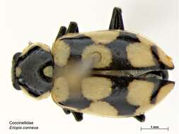 Image of Eriopis connexa