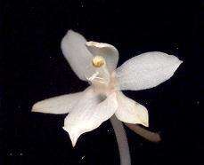 Aerangis mystacidii (Rchb. fil.) Schltr.的圖片