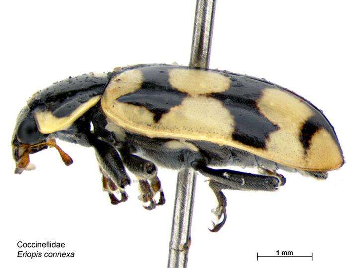 Image of Eriopis connexa