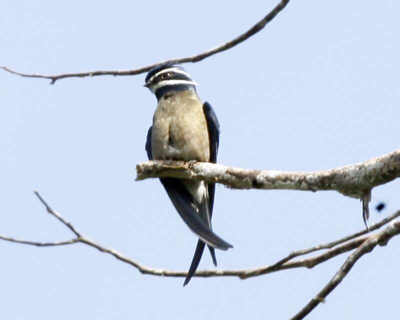 Image of Whiskered Treeswift