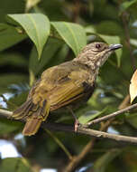 Image of Olive-winged Bulbul