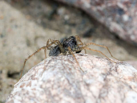 Image of Pardosa falcata Schenkel 1963