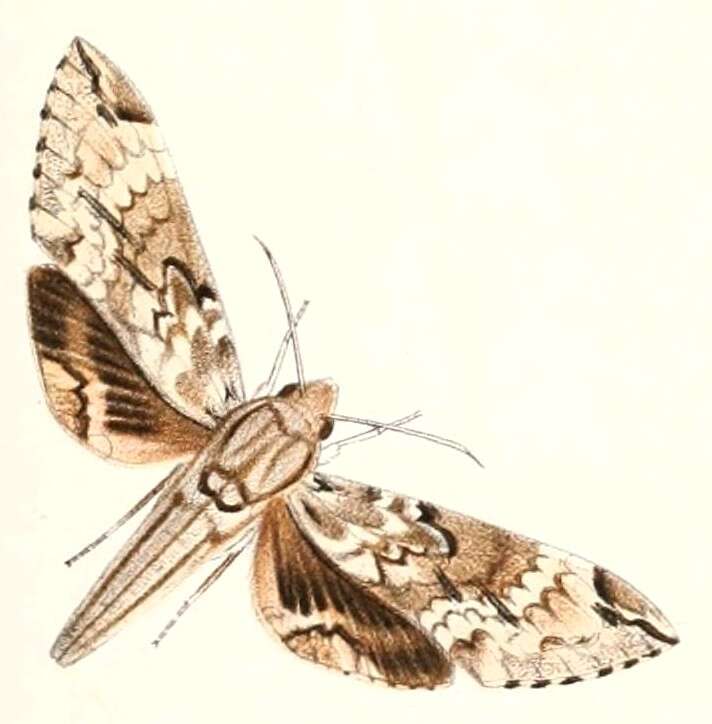 Image of Psilogramma lifuense Rothschild 1894