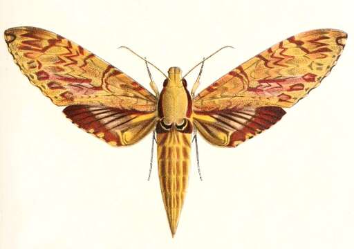 Image of Amphimoea Rothschild & Jordan 1903