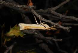 Imagem de Ancylolomia pectinatella Zeller 1863