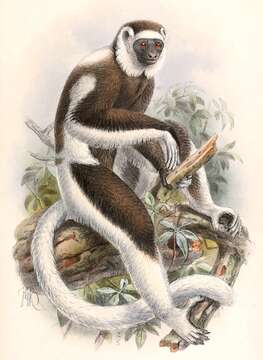 Image of Verreaux's Sifaka