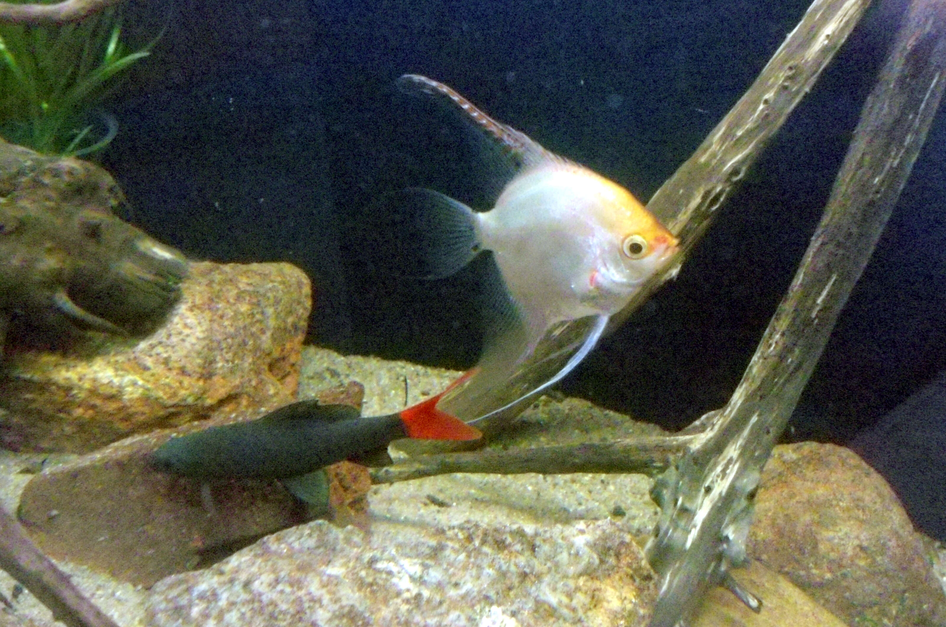 Image of Red Tailed Shark