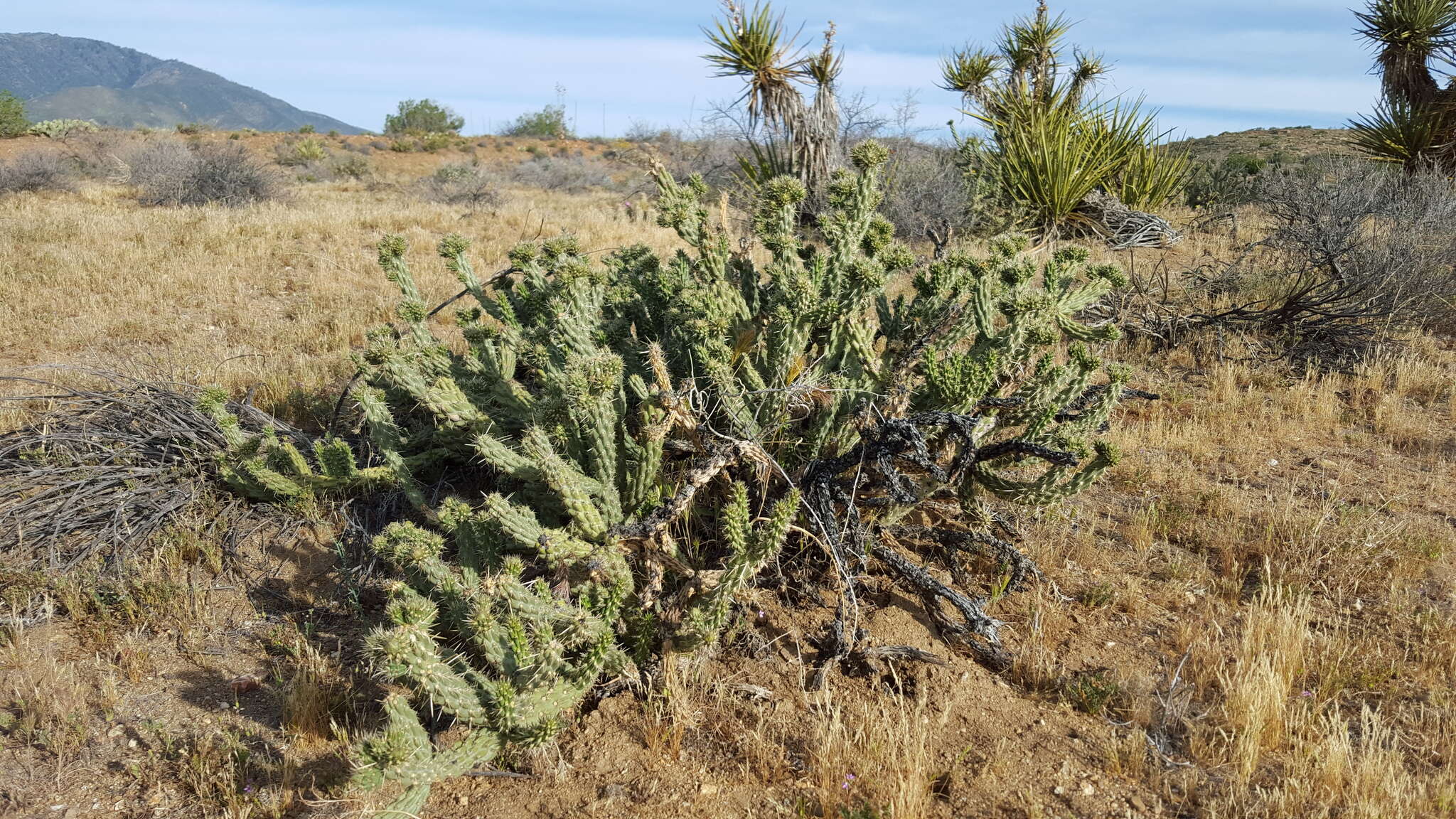 Image de Cylindropuntia bernardina