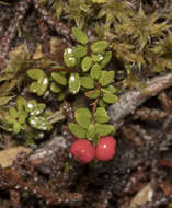 Image de Gaultheria antarctica Hook. fil.