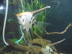 Image of freshwater angelfish