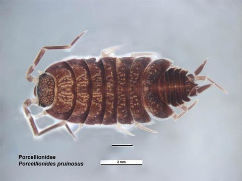 Image of <i>Porcellionides pruinosus</i> (Brandt 1833)