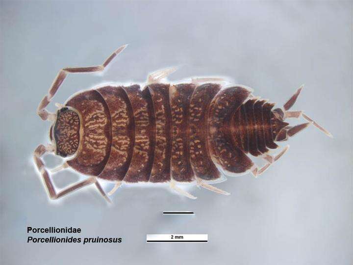 Image of Isopod