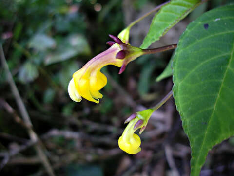 Image of Burmeistera parviflora E. Wimm. ex Standl.